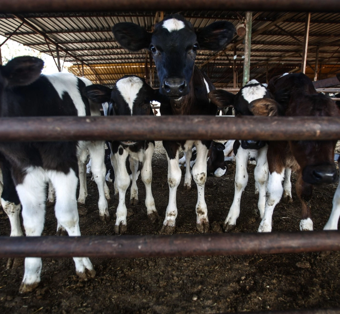 Бројот на говеда лани намален за 7,2 отсто