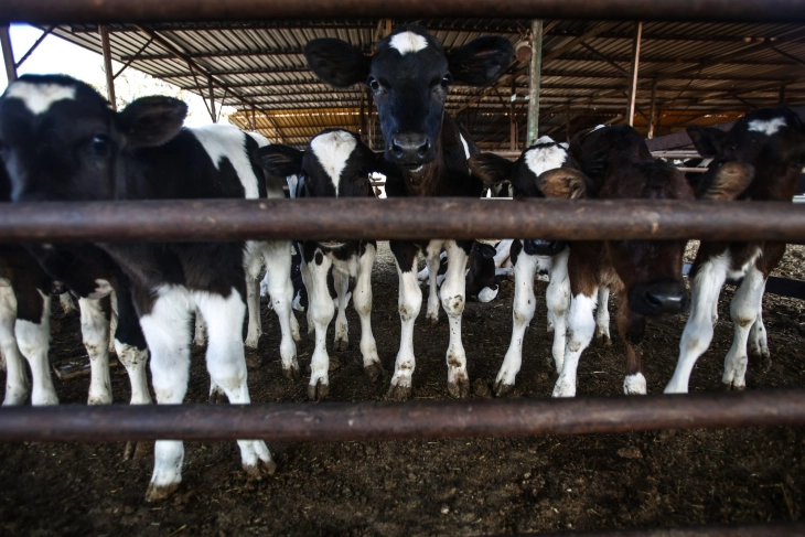 Бројот на говеда лани намален за 7,2 отсто