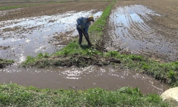 Почна полнењето со вода и сеидбата на оризовите ниви во Кочанско