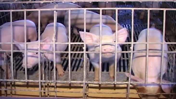 Може да се чуваат свињи под одредени критериуми во фармите во Брегалничкиот регион