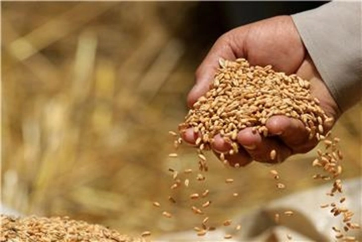 Hungary bans grain imports from Ukraine over market distortion