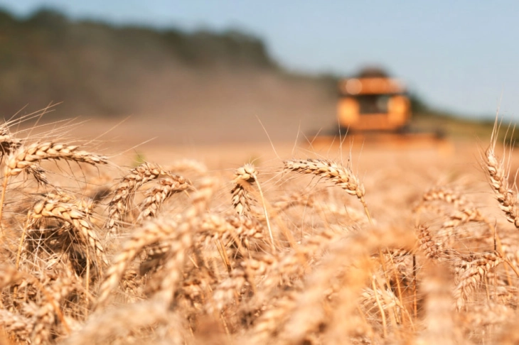Бектеши: Не е доставено барање за забрана за увоз на пченица,  доколку пристигне ќе биде разгледано