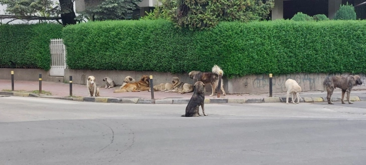 Përballje me qentë endacakë kryesisht derisa ka para sipas tenderëve, vetëm disa qytete kanë shërbim të përhershëm