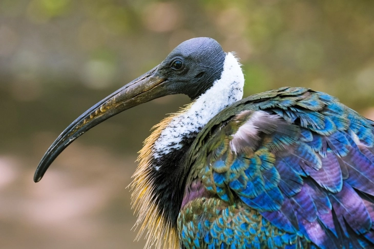 Необична птица по 400 години се врати во Словенија