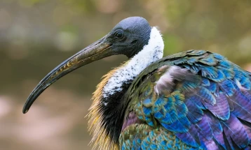 Необична птица по 400 години се врати во Словенија