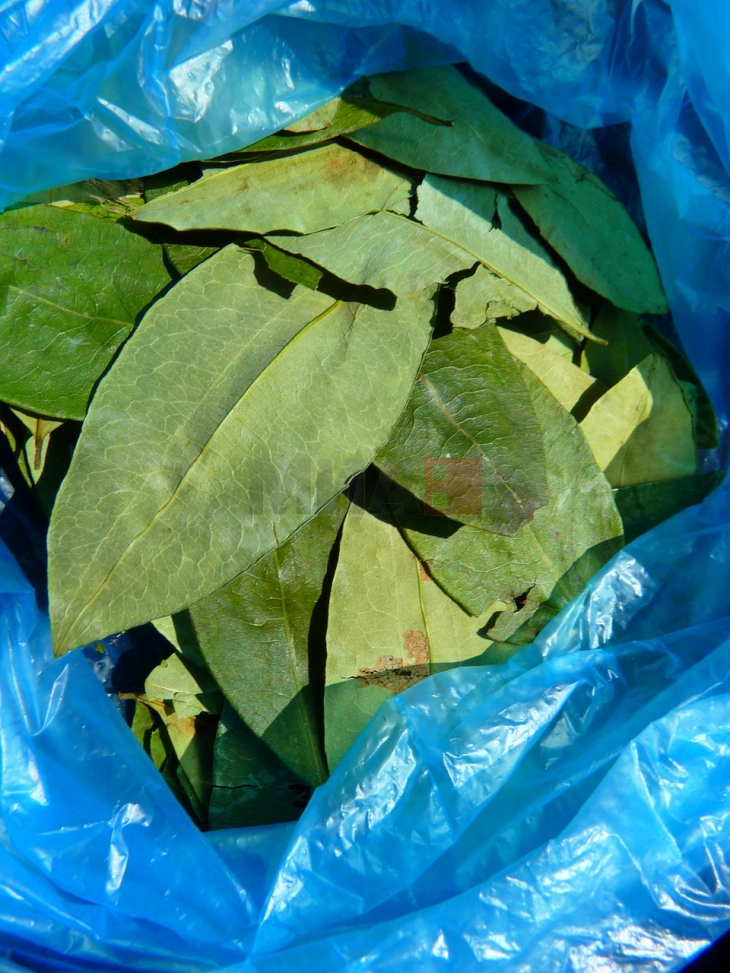 Боливија заплени 9,2 тони листови кока од Перу