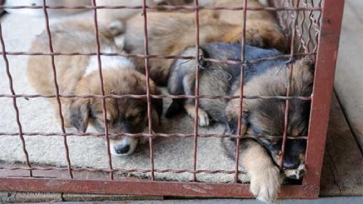 „АНИМА МУНДИ“ бара итно поништување на наредбата за еутаназија на бездомни кучиња позитивни на лајшманиоза
