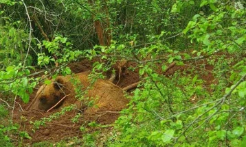Спасена дива мечка од стапица во атарот на село Брајчино