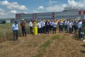 Се одржа манифестацијата „Ден на пченицата 2023” во општина Илинден
