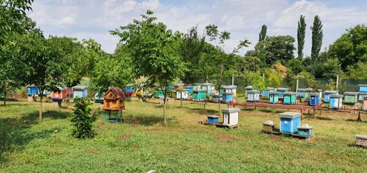 Пчеларите од кумановско загрижени за сезоната поради секојдневните врнежи