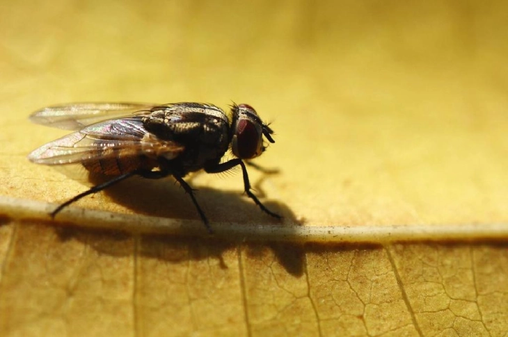 Како да се изгонат мувите од влезот и домот?