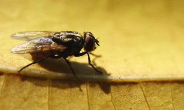 Како да се изгонат мувите од влезот и домот?