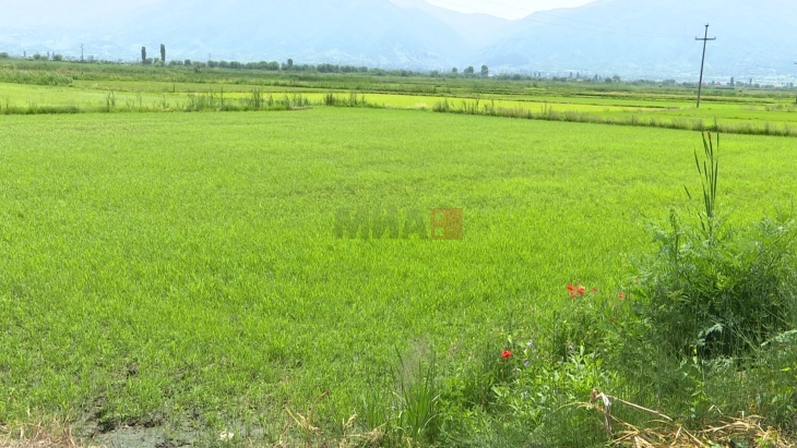 Заврши сеидбата на оризот во Кочанско на планираните 3.500 хектари