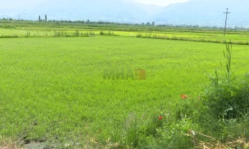Заврши сеидбата на оризот во Кочанско на планираните 3.500 хектари