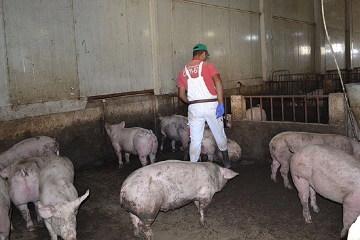 Нов, изолиран случај на африканска чума кај домашни свињи во село Петралица