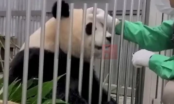 Во Јужна Кореја првпат родени близнаци од расата џиновска панда