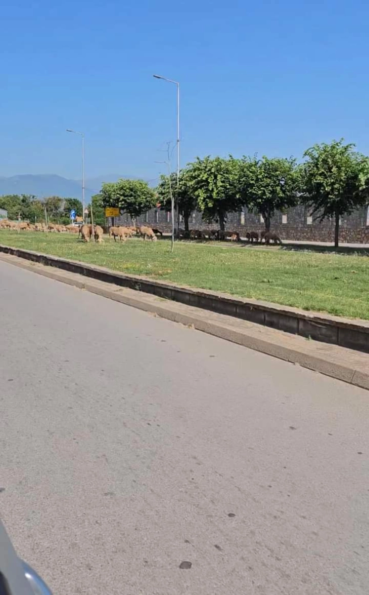 На зеленилото на Булеварот „Илирија“ во Дебар се напасуваат овци, остра реакција на општината