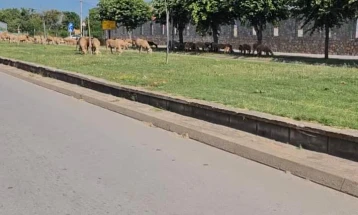 На зеленилото на Булеварот „Илирија“ во Дебар се напасуваат овци, остра реакција на општината
