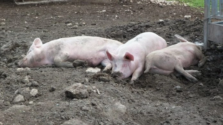 Прв случај на африканска свинска чума во Косово