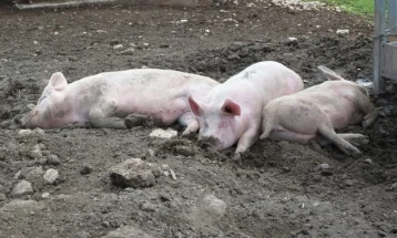 Прв случај на африканска свинска чума во Косово