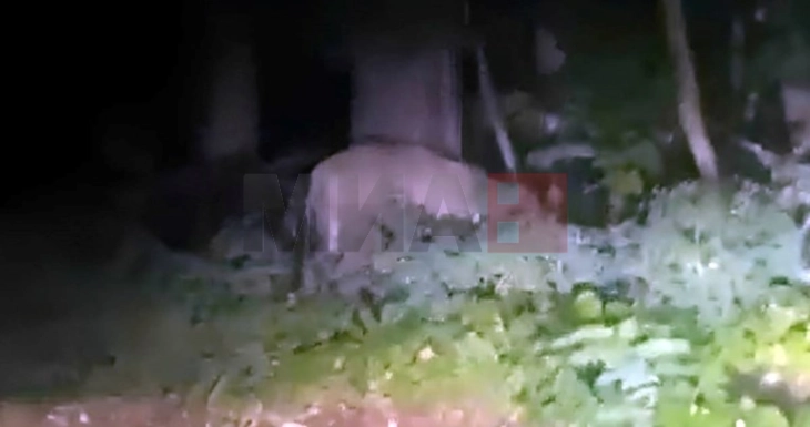 Një luaneshë po ecën e lirë në Berlin, policia i paralajmëron qytetarët