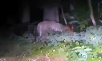 Një luaneshë po ecën e lirë në Berlin, policia i paralajmëron qytetarët