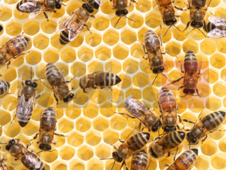 Поленот од пчели не ги зголемува градите, лекарите предупредуваат на негативни ефекти