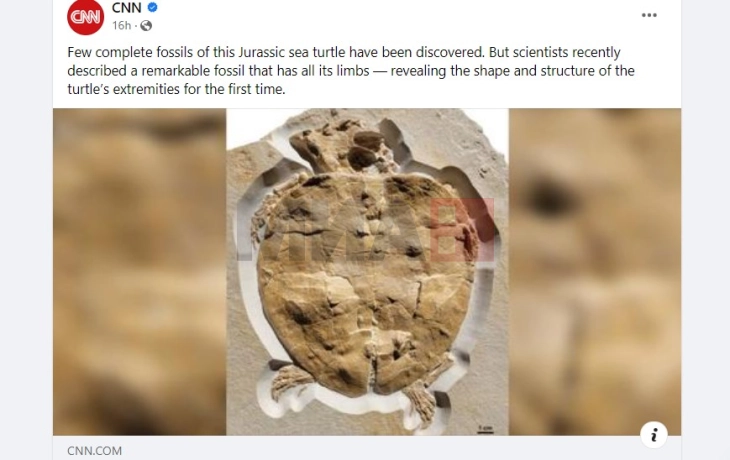 Пронајден најцелосниот фосил на желка од времето на диносаурусите