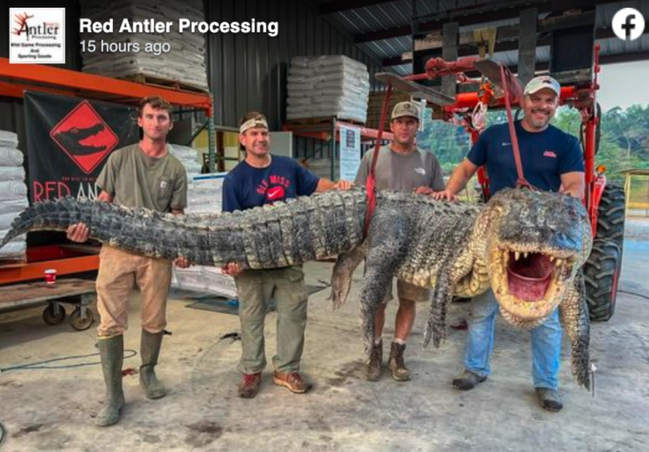 Во Мисисипи уловен најголемиот забележан алигатор 