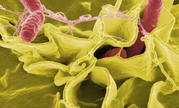 EU authority reports 134 salmonella cases linked to chicken meat