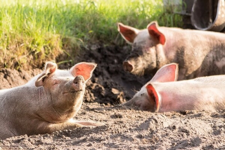 Во Србија запрено ширењето на африканската свинска чума