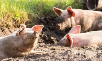Во Србија запрено ширењето на африканската свинска чума