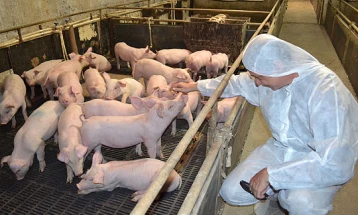 Бабовски: Да не се манипулира дека ќе се зголеми цената на свинско месо по случајот со африканска чума во Карбинци