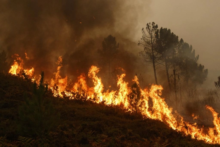 Локализиран шумскиот пожар меѓу Селемли и Стојаково