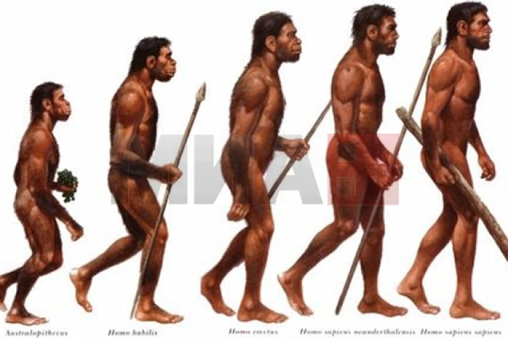 Човековите предци пред 900.000 години биле пред исчезнување