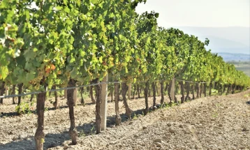 Владата ја усвои Националната стратегија за лозарство и винарство за зголемена конкурентност на пазарите