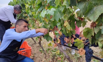 Министерот Николовски береше грозје во Неготино, најави поддршка за лозарите