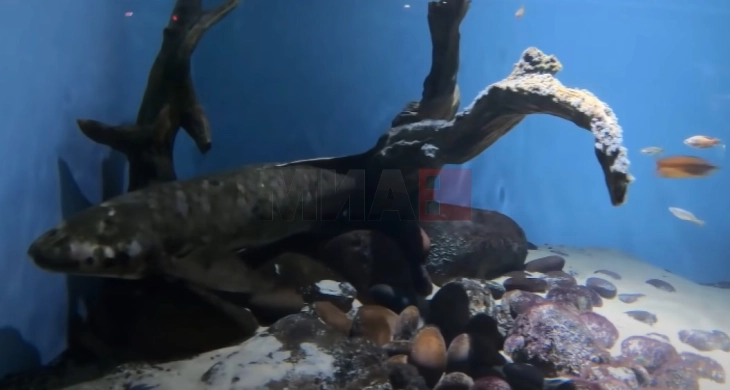 Метусела е најстара жива аквариумска риба во светот - „го помни“ и Рузвелт
