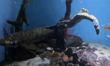 Метусела е најстара жива аквариумска риба во светот - „го помни“ и Рузвелт