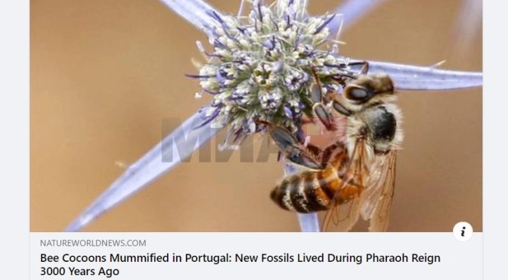 Пронајдени фосилизирани пчели стари 3.000 години