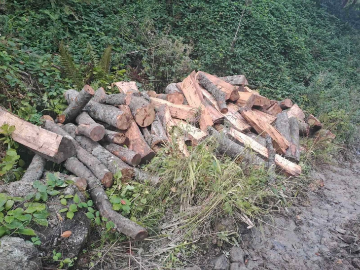 Приведени 10 дрвокрадци во голема полициска акција на скопска Црна Гора, запленети 400 кубици бесправно исечено огревно дрво 