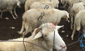 До 30 јуни аплицирање за субвенции за обележани грла овци постари од 12 месеци