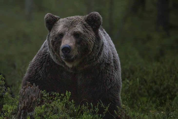 Николовски: Проблемот со мечките е комплексен, Собранието да не го блокира и побрзо да го донесе законот за ловство