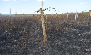 Во пожар кај Василево изгореа пет хектари лозје