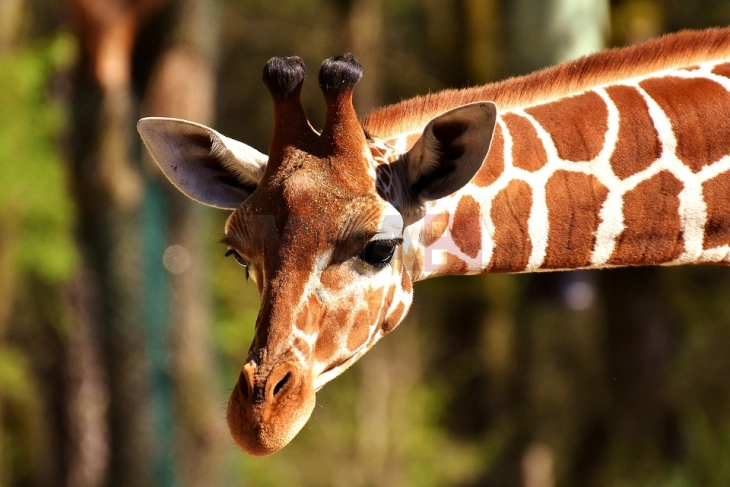 Американка се обидела да пренесе измет од жирафа од Кенија преку царина
