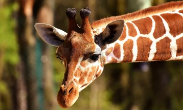 Американка се обидела да пренесе измет од жирафа од Кенија преку царина