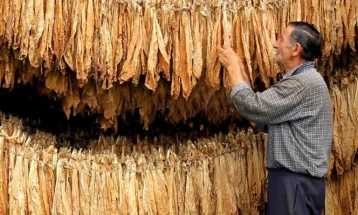 Македонскиот тутун се бара во светот, но нема кој да го работи