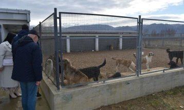 Стојкова: Во Струмица се носат кучиња бездомници од други градови