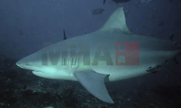 На голф-терен во Австралија се појавиле шест ајкули