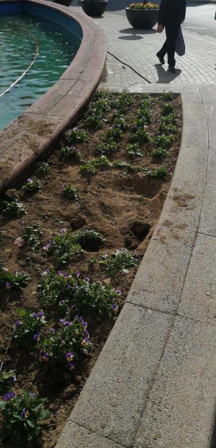 ЈКП „Дервен“ и Општина Велес апелираат да не се крадат цветните садници од жардиниерите